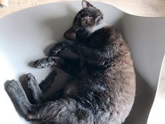 -东方名猫馆·英短金渐层布偶猫舍(环线广场1号楼店)