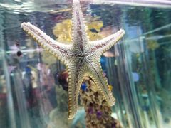 -太平洋海底世界