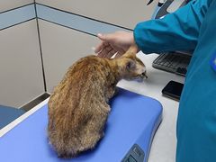 -中农国际动物医院24小时·猫科·骨科·急重症中心