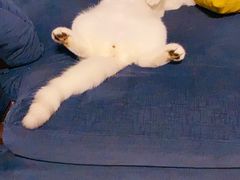 -lincat·猫舍(广州店)