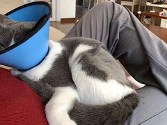 -福懋动物医院·犬猫全科·外科·重症科(杏林分院)