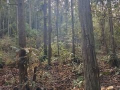 -青龙山国家森林公园