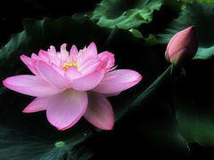 -陈家山荷花公园