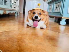 -爱佳宠物中心医院·骨外科·猫专科·急重症(瑶海万达店)