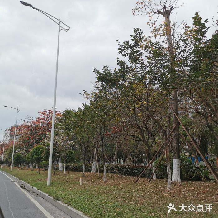 松山湖南湖湾露营营地图片