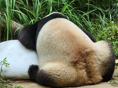 -广州长隆野生动物世界