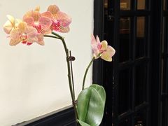 -31号公馆(黄兴广场白果园店)