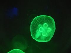 -暹罗海洋世界