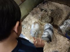 -上海大自然野生昆虫馆(东方明珠·爬宠昆虫探索中心)