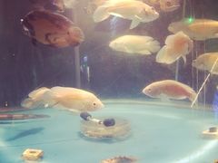 -洛阳龙门海洋馆