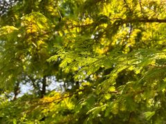 -白水寺森林公园