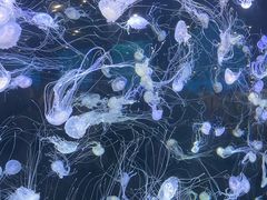 -海合安青岛极地海洋公园