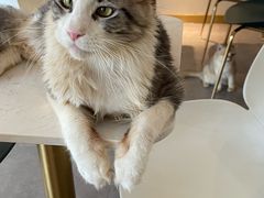 -飞行喵MR PILOT|猫舍·猫咖(静安大融城店)