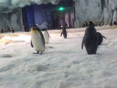 -广东省拱北口岸中国旅行社(华宾营业部)