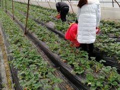 -胜丰草莓采摘园