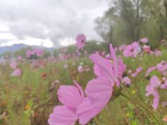 -野鸭湖国家湿地公园