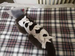 -北京博爱动物医院有限公司