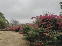 -珠海圆明新园