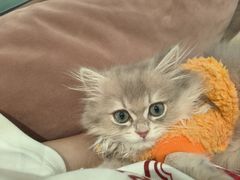 -袖虎·猫馆(体育西路店)