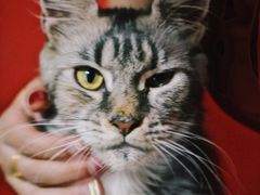 -猫色咖啡·猫咖