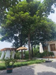 -DORA kids 朵拉儿童摄影花园店