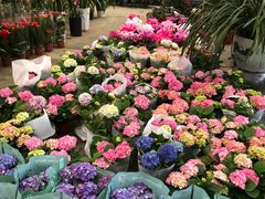 -金科花卉市场