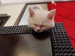 -lincat·猫舍(广州店)