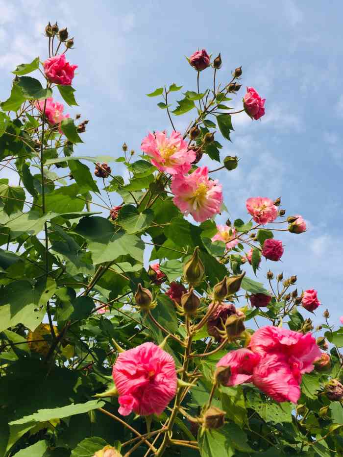 尧帝公园-"一直以为金湖绿化水平不咋滴,到了尧帝公园.