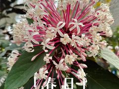 -上海辰山植物园
