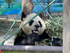 -上海野生动物园