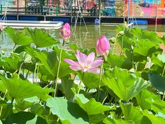 -莲花池公园