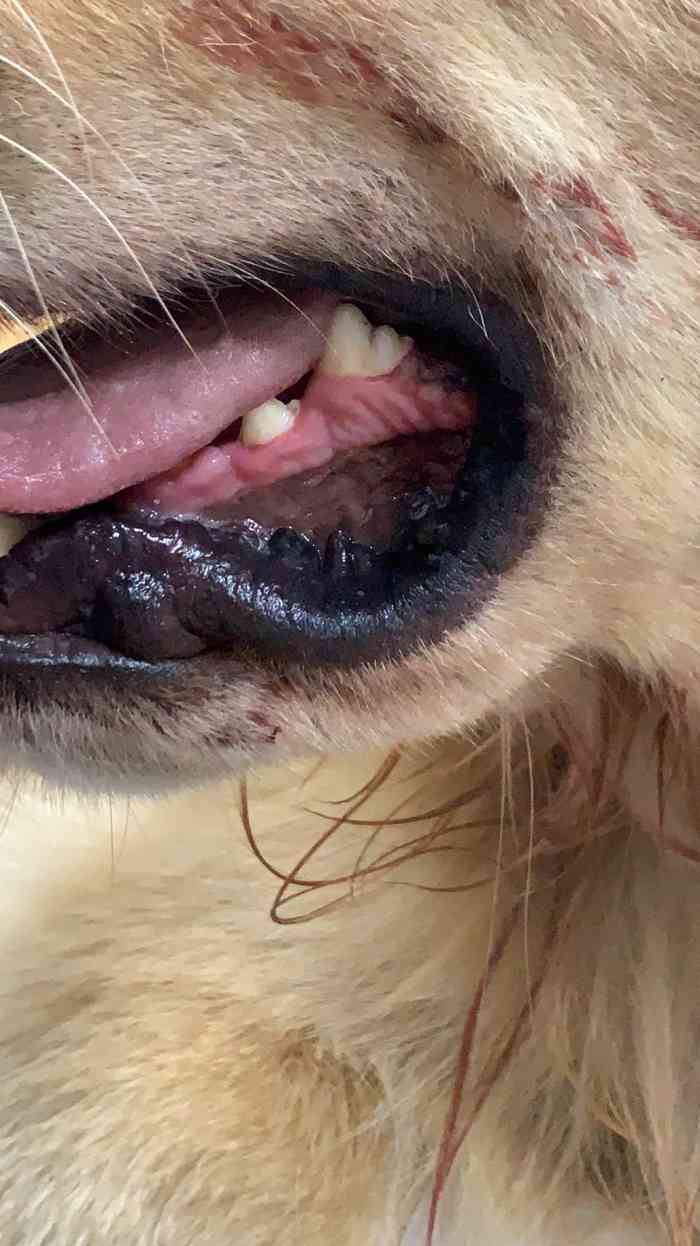 狗狗牙龈瘤图片图片