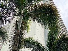 -新加坡泛太平洋酒店