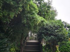 -桂湖森林公园