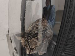 -汪喵宠物医院·骨科心脏影像·犬猫急重症ICU诊疗中心(成华分院)