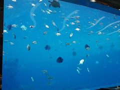 -瑞德姆美人鱼海底演艺主题餐厅(亚龙湾店)