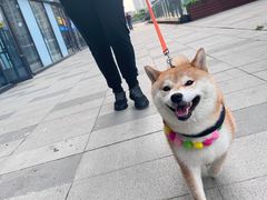 -南京Hallo宠物乐园·哈罗犬舍·柴犬繁育基地