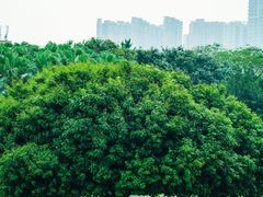 -红花山公园