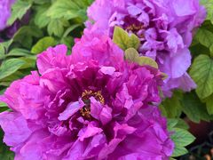 -三圣花乡旅游区