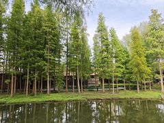 -溱湖国家湿地公园