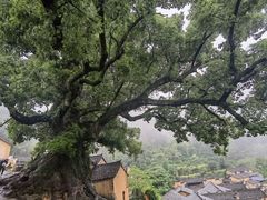 -杨家堂村