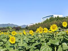 -君乐宝优致牧场