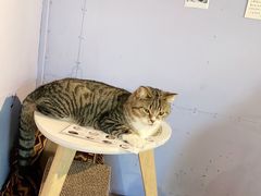 -喵屿·大理花园猫咖