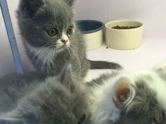 -喵的天空名猫咖啡馆·撸猫·猫舍·用品