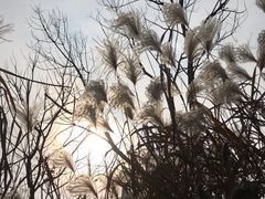 -广富林郊野公园