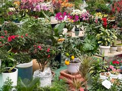 -保定市花鸟鱼虫市场