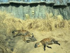 -北京野生动物园