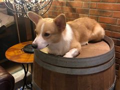 -more than meow吴止猫主题餐厅(承德 中船汇店)