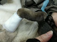 -纳吉亚猫专科动物诊疗中心(蒋宅口分院)