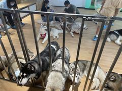 -Husky Go! 哈士奇体验馆·宠物咖啡厅狗咖